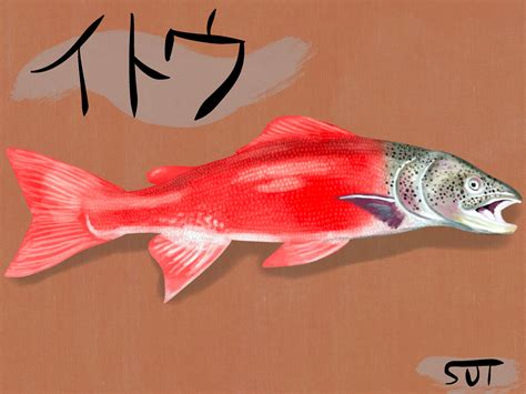 string fish|Sakhalin taimen .
